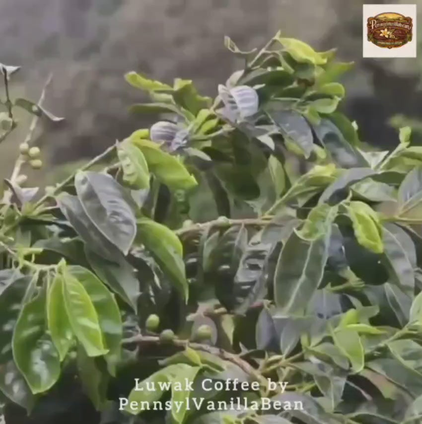 Arabica Luwak Coffee Beans | Rare Sumatra Civet Specialty
